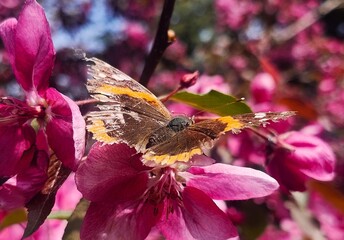 butterfly on a  flower
