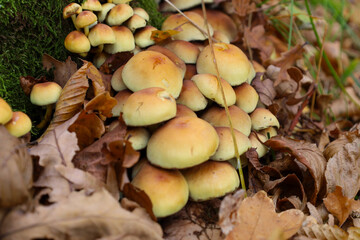 A large cluster of small, light brown and yellowish mushrooms growing on the forest floor among an abundance of fallen brown oak leaves.