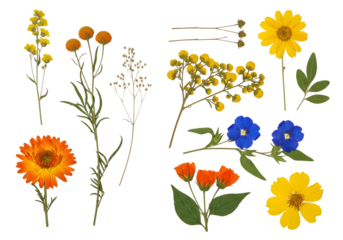 Collection of assorted pressed wildflowers and foliage in yellow orange and blue hues isolated on a transparent background