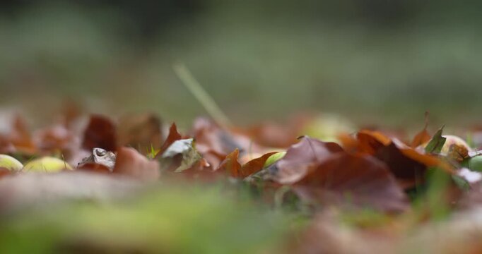 Autumn Fall leaves fall on the grass shallow focus golden brown leaves