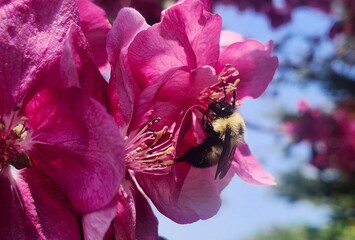 bee on pink flower