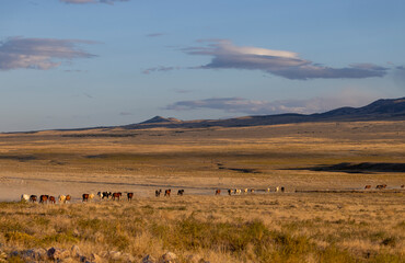 Herd of Wild Horses Running Across the Utah Desert in Autumn