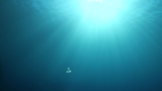 Turritopsis nutricula Turritopsis dohrnii Oceania O. armata immortal underwater closing jellyfish ocean scenery