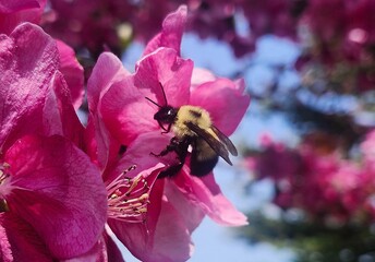 bee on  a pink flower