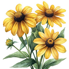 watercolor of Rudbeckia Flower, vector, isolated on a white background.