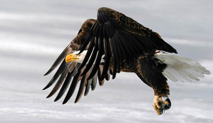 American Bald Eagle