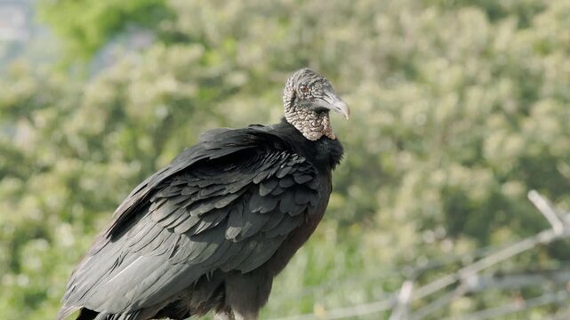 Black Vulture (Coragyps atratus) Preening on Perch in Natural Habitat &ndash; Wildlife Close-Up Video Shot in 4K at 60 fps