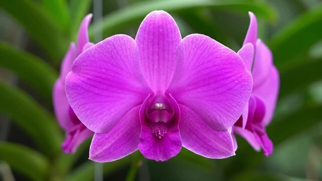 A mesmerizing close up of a vibrant purple orchid's intricate petal structure, showcasing delicate textures and natural patterns. Macro shot, extreme close up, focusing on the labellum and sepals?