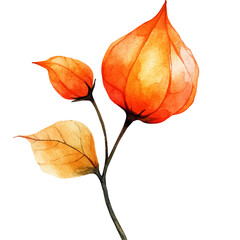 watercolor of Physalis Flower, vector, isolated on a white background.