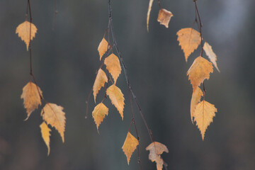 autumn leaves on the tree