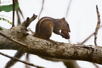 Indian Palm Squirrel Foraging on Tree Branch in Sri Lankan Forest