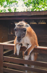 Naklejka premium Big llama in the zoo. Selective focus.