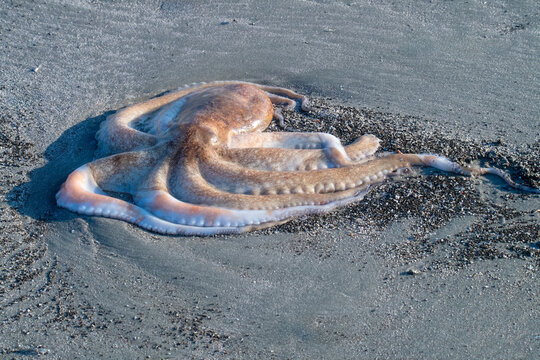 Octopus Crawls Across a Beach on Atlantic Coast