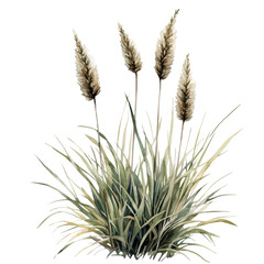 Fototapeta premium watercolor vector of Lomandra Flower, isolated on a white background.