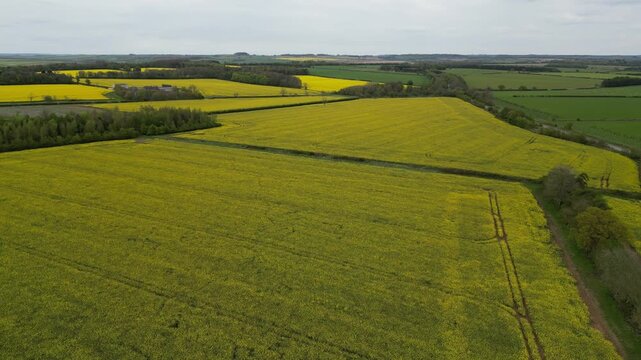 Aerial view of vibrant yellow canola fields contrasting with patches of green and dark trees under an overcast sky, Bibury, England, United Kingdom.