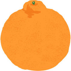 Hallabong Citrus Fruit Illustration