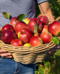 A male farmer harvests apples. Selective focus.