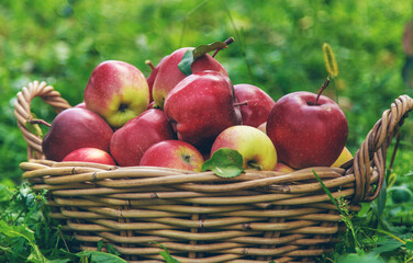 A male farmer harvests apples. Selective focus.