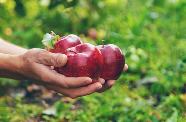 A male farmer harvests apples. Selective focus.