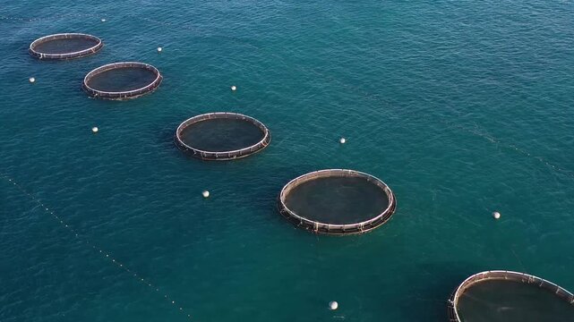 Aerial view of circular fish farms contrast with the blue sea, creating a mesmerizing pattern on the water's surface, Mellieha, Malta.