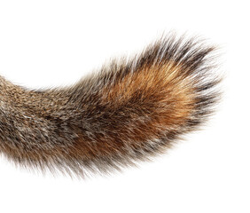 Obraz premium Close-up of a squirrel tail, showing fur texture and color variations