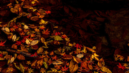 水に浮かぶ紅葉　秋の足元　自然