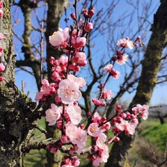 pink cherry blossom