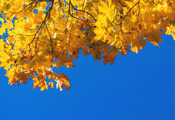 Autumn leaves in the park. Selective focus.