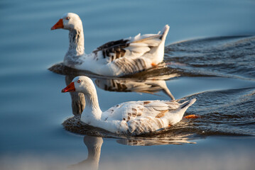 white goose on the water