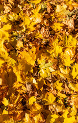 Autumn leaves in the park. Selective focus.