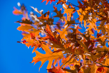 Autumn leaves in the park. Selective focus.