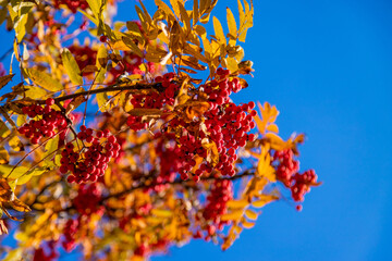 Mountain ash in autumn in the park I'm in the park. Selective focus.