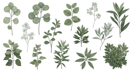 Collection of various green leafy plant sprigs and branches isolated on a transparent background image