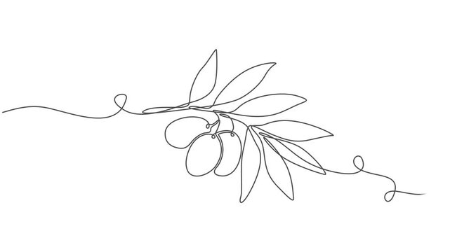 olive continuous one line drawing animation, Animated self drawing of continuous line draw of heap healthy organic olive fruit for farming or gardening logo identity. Fresh core ingredients concept.