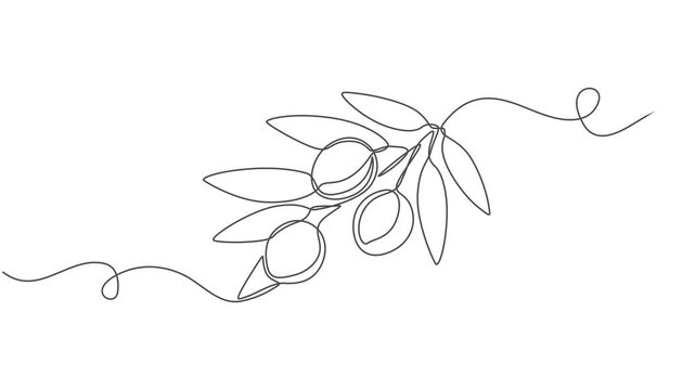 olive continuous one line drawing animation, Animated self drawing of continuous line draw of heap healthy organic olive fruit for farming or gardening logo identity. Fresh core ingredients concept.