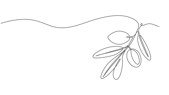 olive continuous one line drawing animation, Animated self drawing of continuous line draw of heap healthy organic olive fruit for farming or gardening logo identity. Fresh core ingredients concept.