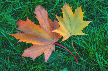 Autumn beautiful yellow leaves background. Selective focus.