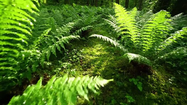 Capturing the delicate unfurling of a young fern frond, revealing its intricate spiral pattern against a soft, diffused forest light backdrop. macro, close up, organic growth
