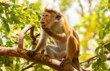 Naklejka premium A macaque monkey sits on a tree in the jungle. Wildlife scene with wild animals.