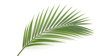 Obraz premium Elegant green palm leaf isolated on white background highlighting tropical foliage pattern and natural botanical minimal design