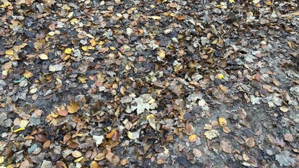 Fallen Leaves in the Forest