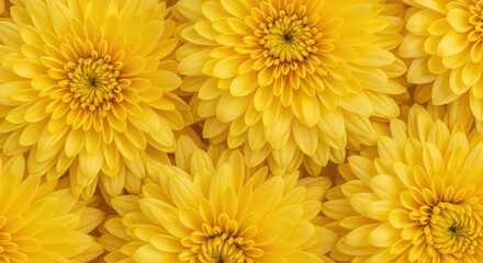 Golden yellow chrysanthemum blossoms forming floral background with overlapping petals and bright radiant garden pattern