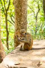A monkey sits in the jungle and eats a banana. A wildlife scene with wild animals.
