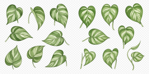 Set of tropical plant leaves, green foliage with light stripes, isolated elements for design. © Akun