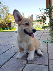 Cute Corgi puppy sitting on paved patio