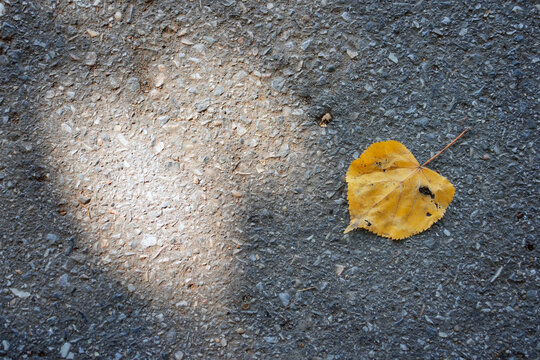 Single yellow autumn leaf lying on rough asphalt pavement next to a heart-shaped patch of sunlight representing love for nature and urban fall season