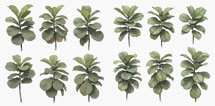 Collection of various Ficus lyrata plants, commonly known as fiddle-leaf fig, isolated on a white background.