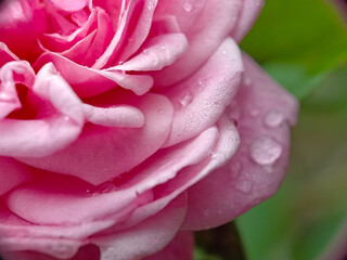 Macro Close-up of Pink Rose Petals Adorned with Raindrops © Virgo Oktaviano