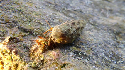 Mediterranean rocky shore hermit crab or Mediterranean intertidal hermit crab (Clibanarius erythropus) in common cerith (Thericium vulgatum) shell undersea, Ligurian Sea, Italy, Imperia