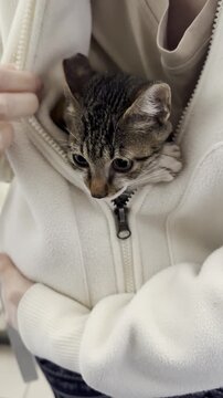 A tabby kitten was tucked into a person's coat.